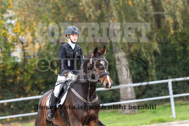 Goldene Schärpe 2020 - Pferde