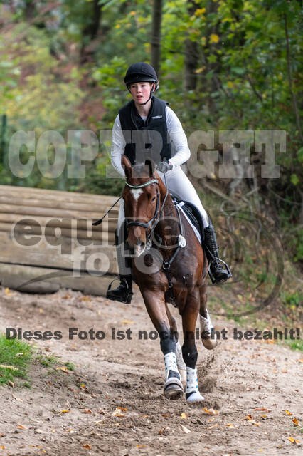 Goldene Schärpe 2020 - Pferde