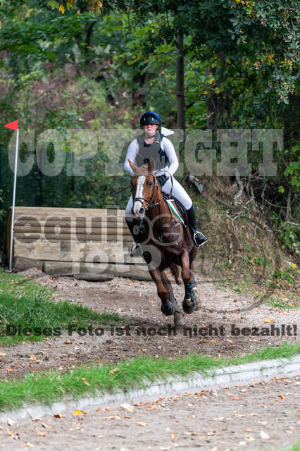 Goldene Schärpe 2020 - Pferde