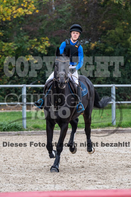 Goldene Schärpe 2020 - Pferde