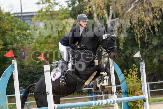 Goldene Schärpe 2020 - Pferde