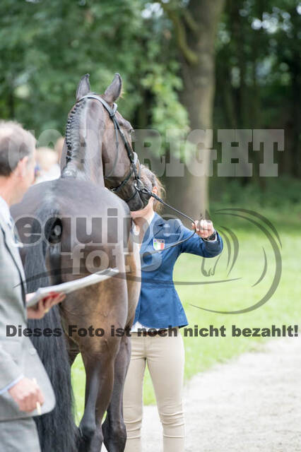 FEI European Championship