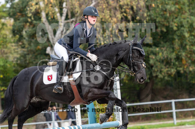 Goldene Schärpe 2020 - Pferde