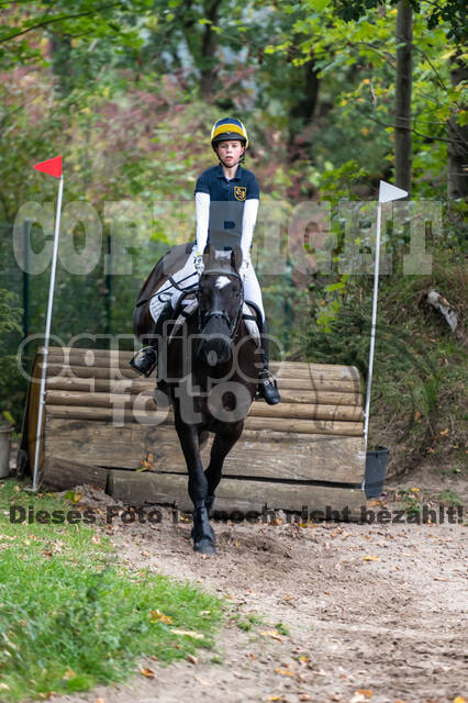 Goldene Schärpe 2020 - Pferde