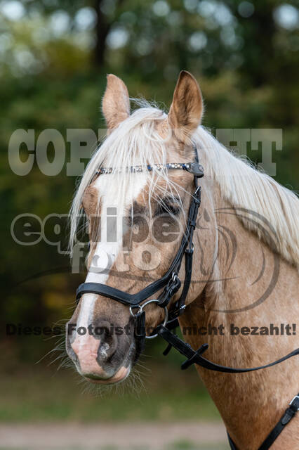 IGV Lehrgang der Sieger der Cups mit Frank Ostholt