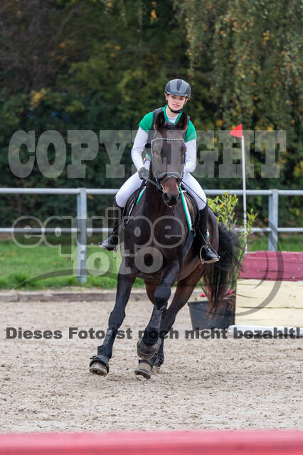 Goldene Schärpe 2020 - Pferde