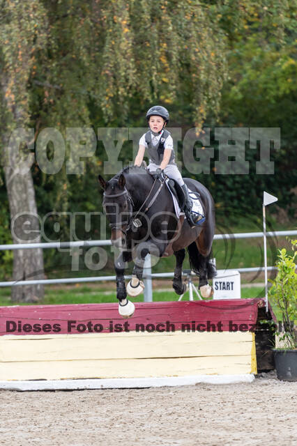 Goldene Schärpe 2020 - Pferde