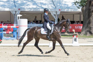 FEI European Championship