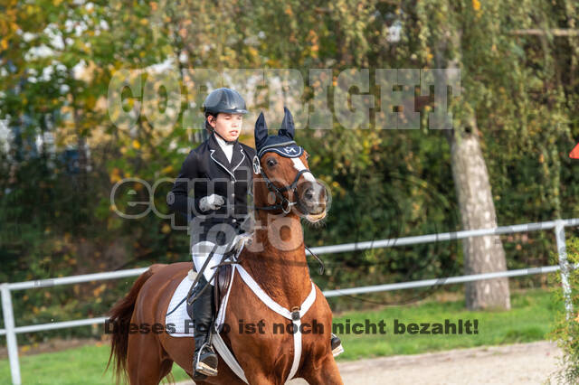 Goldene Schärpe 2020 - Pferde