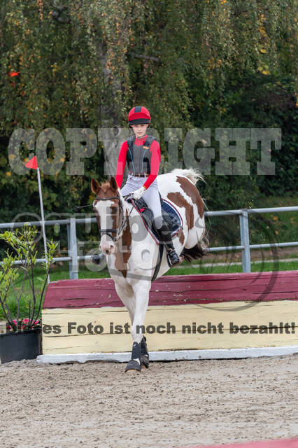 Goldene Schärpe 2020 - Pferde