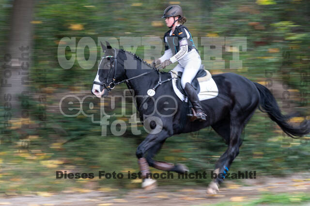 Goldene Schärpe 2020 - Pferde