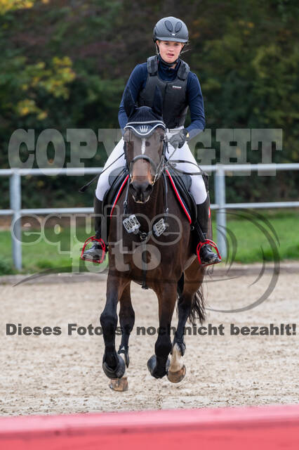 Goldene Schärpe 2020 - Pferde