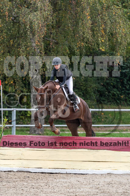 Goldene Schärpe 2020 - Pferde