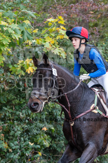 Goldene Schärpe 2020 - Pferde