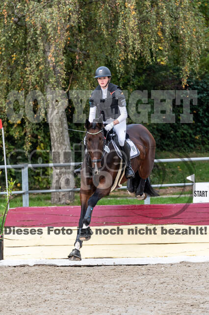 Goldene Schärpe 2020 - Pferde