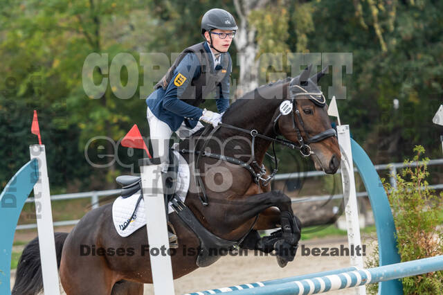 Goldene Schärpe 2020 - Pferde