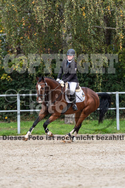 Goldene Schärpe 2020 - Pferde