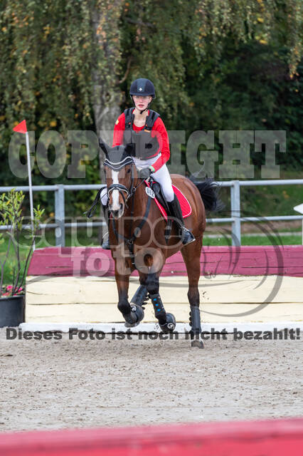 Goldene Schärpe 2020 - Pferde