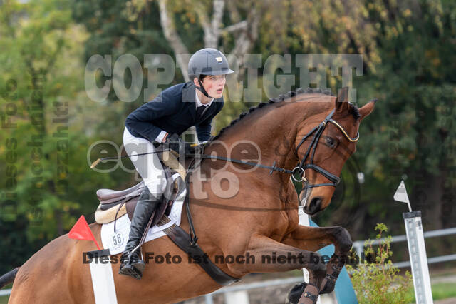 Goldene Schärpe 2020 - Pferde