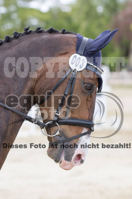 Sterne über Münster 2019 - CCI***S