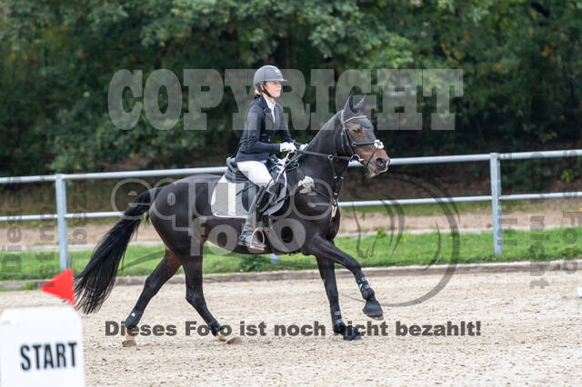 Goldene Schärpe 2020 - Pferde