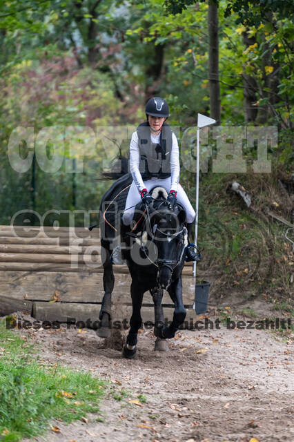 Goldene Schärpe 2020 - Pferde