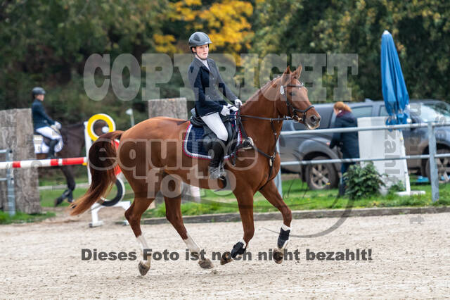 Goldene Schärpe 2020 - Pferde