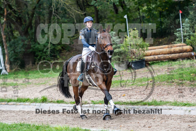 Goldene Schärpe 2020 - Pferde