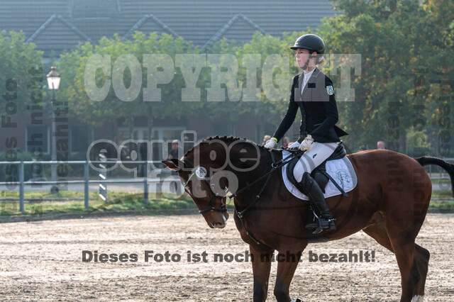 Goldene Schärpe 2020 - Pferde