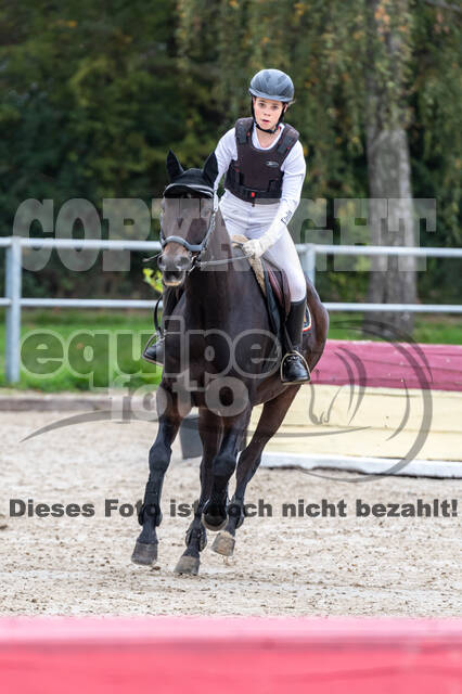 Goldene Schärpe 2020 - Pferde