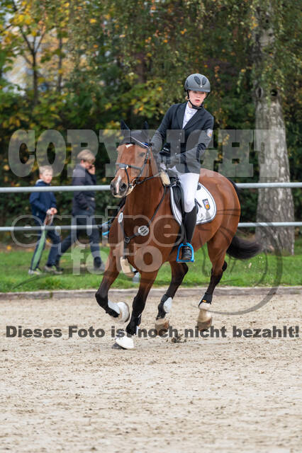 Goldene Schärpe 2020 - Pferde