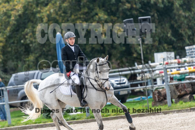 Goldene Schärpe 2020 - Pferde