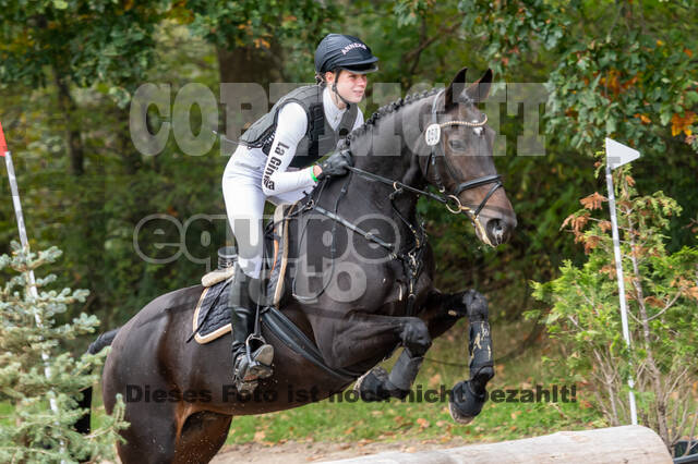 Goldene Schärpe 2020 - Pferde