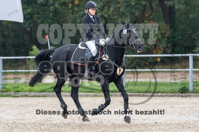 Goldene Schärpe 2020 - Pferde