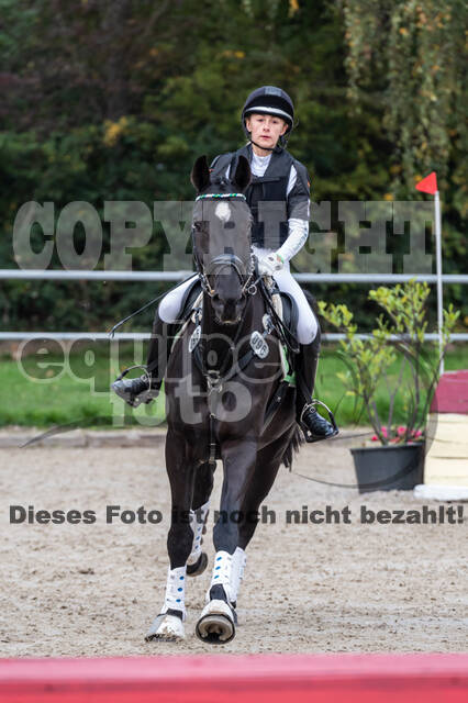 Goldene Schärpe 2020 - Pferde