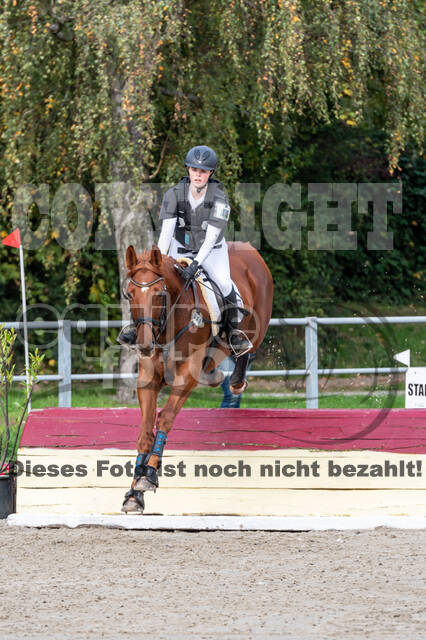 Goldene Schärpe 2020 - Pferde