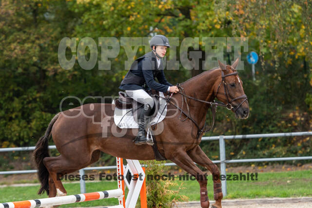 Goldene Schärpe 2020 - Pferde