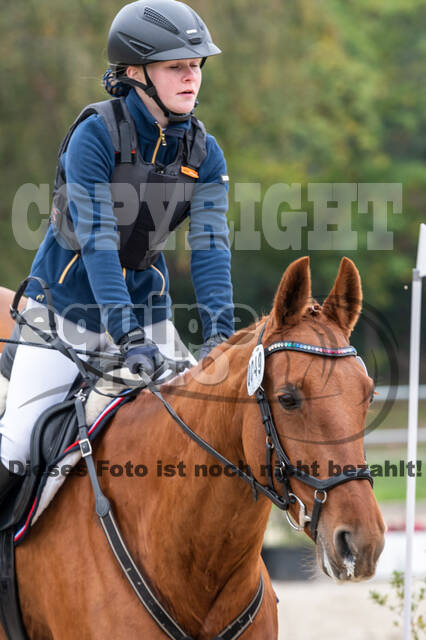 Goldene Schärpe 2020 - Pferde