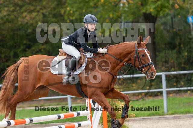 Goldene Schärpe 2020 - Pferde