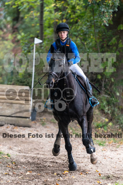 Goldene Schärpe 2020 - Pferde