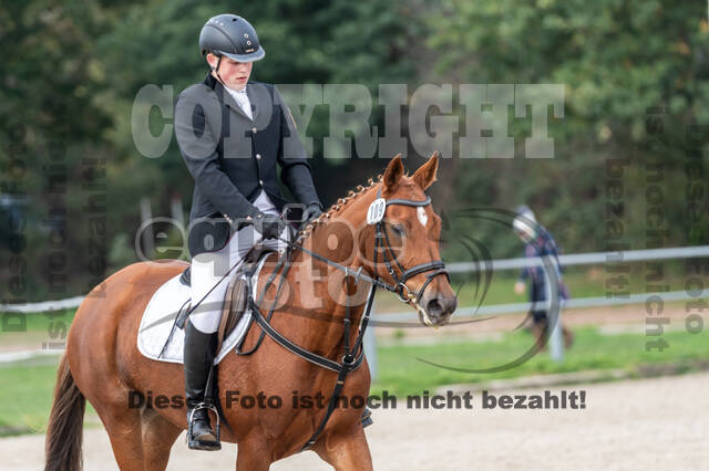 Goldene Schärpe 2020 - Pferde