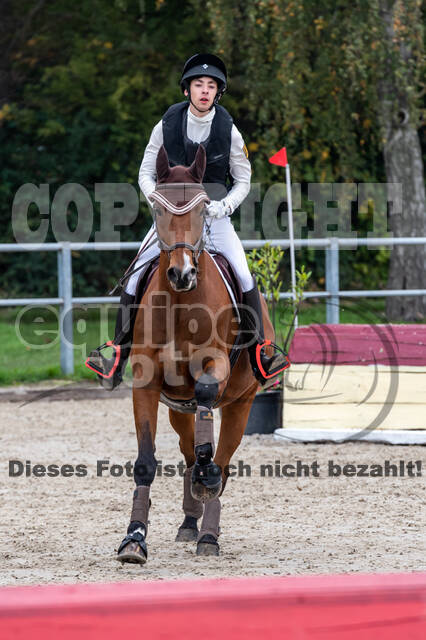 Goldene Schärpe 2020 - Pferde