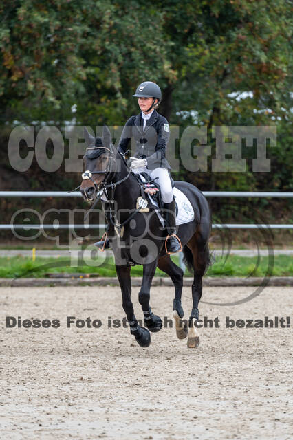 Goldene Schärpe 2020 - Pferde