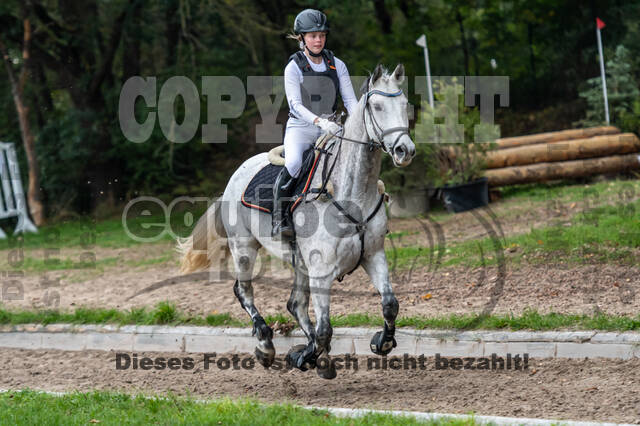 Goldene Schärpe 2020 - Pferde