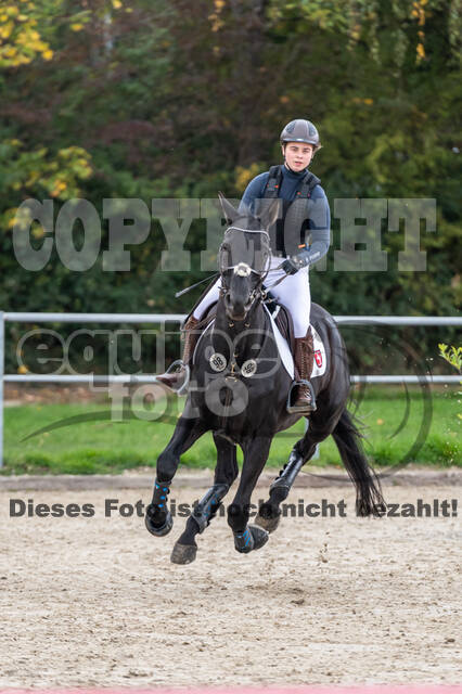 Goldene Schärpe 2020 - Pferde