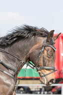 Eventing Langenfeld 2018