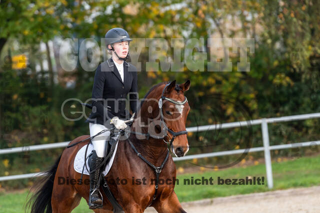 Goldene Schärpe 2020 - Pferde