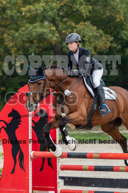 Goldene Schärpe 2020 - Pferde