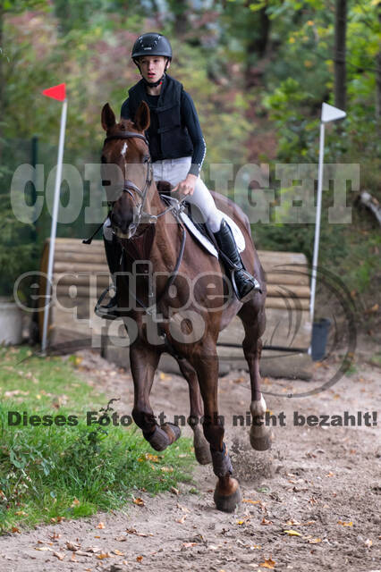 Goldene Schärpe 2020 - Pferde