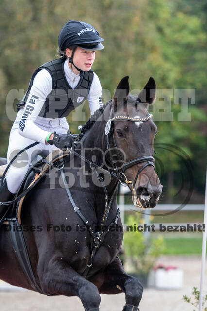 Goldene Schärpe 2020 - Pferde